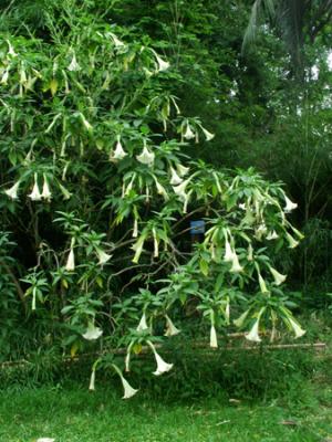 Brugmansia arborea (floripón)